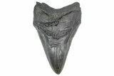 Fossil Megalodon Tooth - South Carolina #362270-1